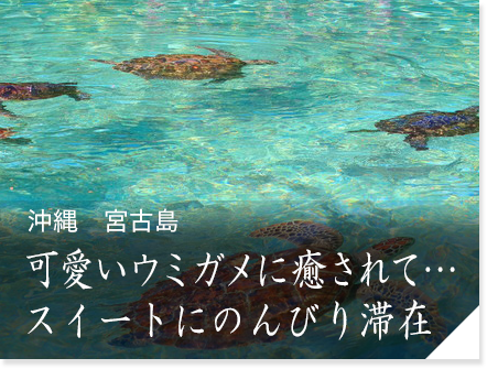沖縄　宮古島　可愛いウミガメに癒されて…アラマンダにのんびり滞在