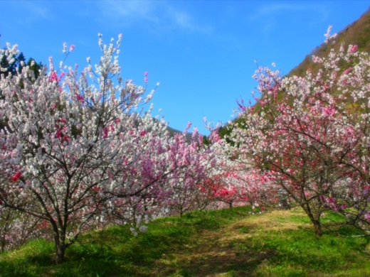 花桃で桃色に埋め尽くされた阿智村を散策