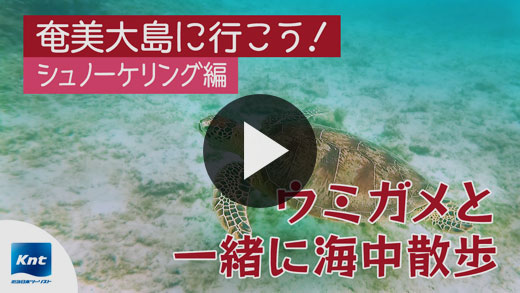 奄美大島に行こう！シュノーケリング編　ウミガメと一緒に海中散歩