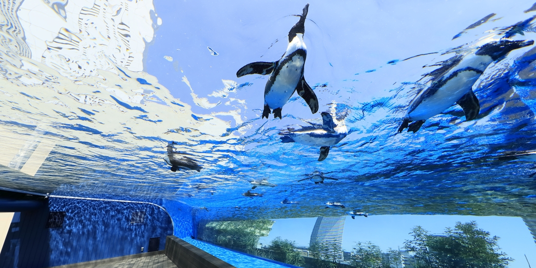 サンシャイン水族館のペンギン