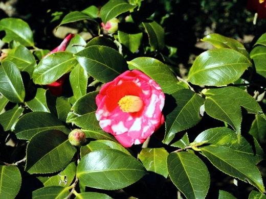 伊豆大島 椿花ガーデン