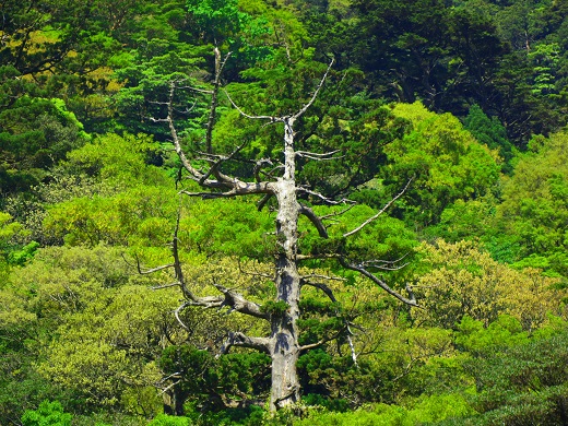 推定樹齢3000年の弥生杉