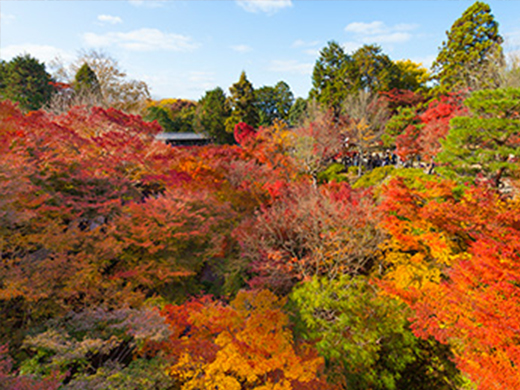 東福寺の紅葉イメージ