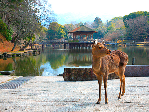 奈良公園の紅葉イメージ