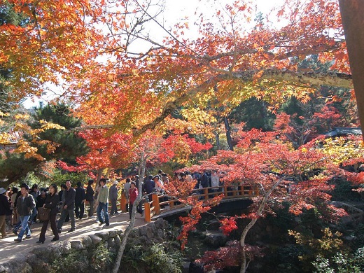 宮島の紅葉イメージ