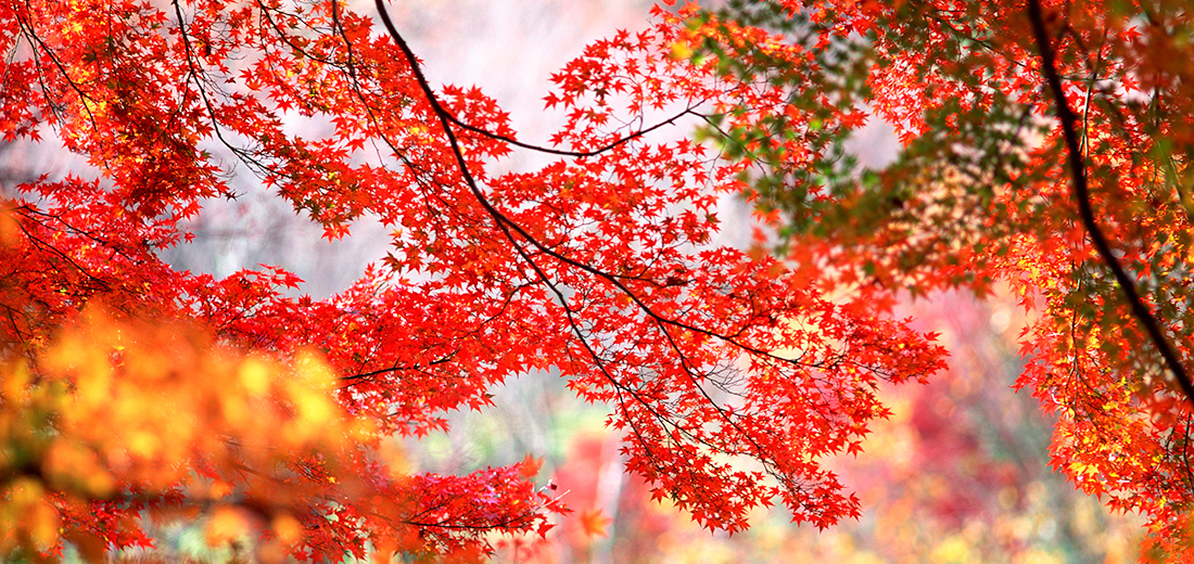 21 紅葉ツアー 旅行特集 エリアから探す 近畿日本ツーリスト