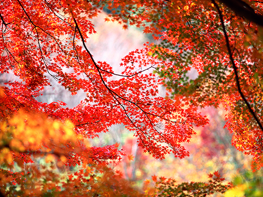 2023紅葉特集