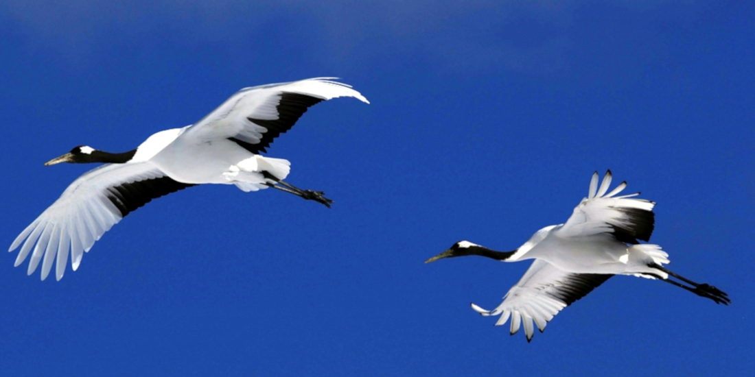 釧路湿原の白鳥