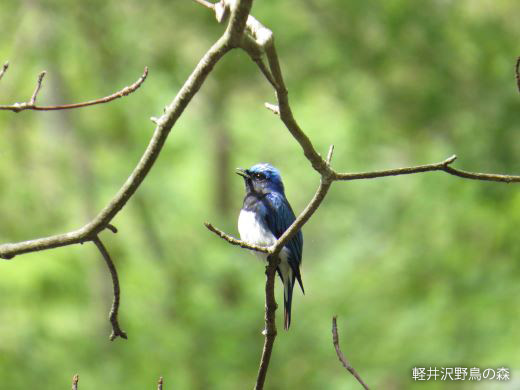 ⑤「鳥類の写真」　クレジット表記：「軽井沢 野鳥の森」