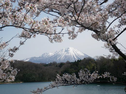 桜と大山