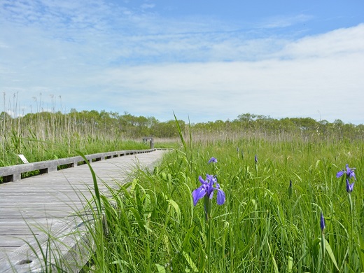 釧路湿原国立公園