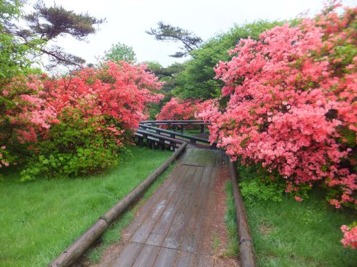 八幡つつじ園地