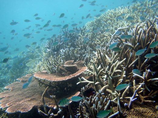 石西礁湖のサンゴ礁