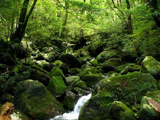 屋久島国立公園イメージ