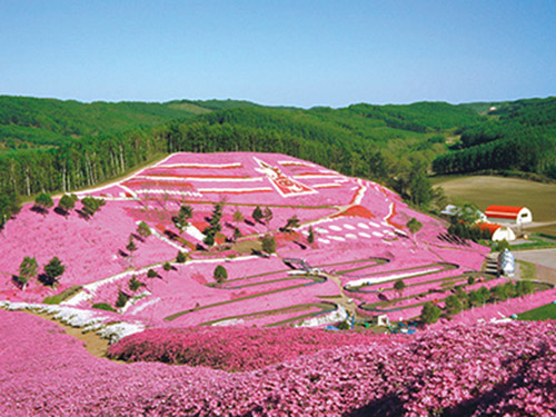 ひがしもこと芝桜公園の桜のイメージ