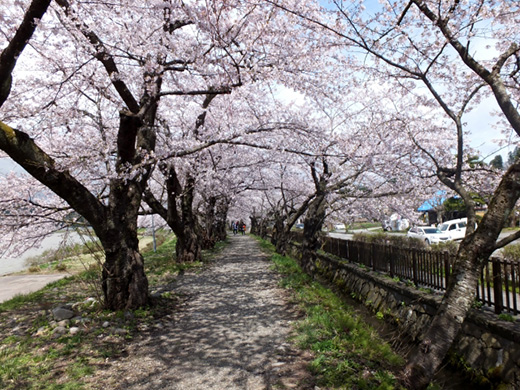 桧木内川堤の桜のイメージ