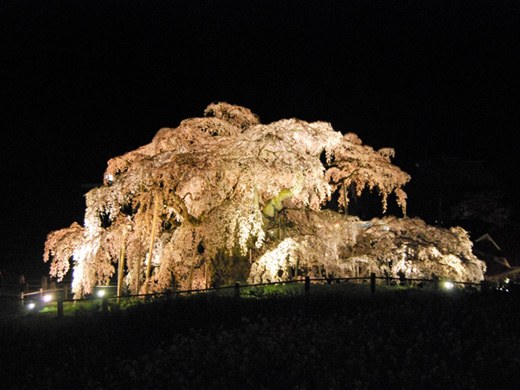 三春滝桜の桜のイメージ