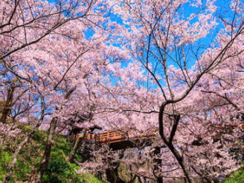 高遠城址公園の桜のイメージ