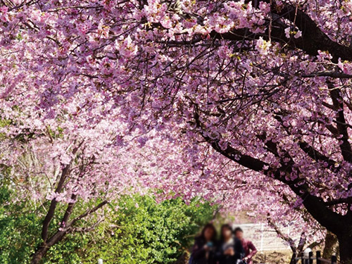 伊豆高原桜まつりのイメージ