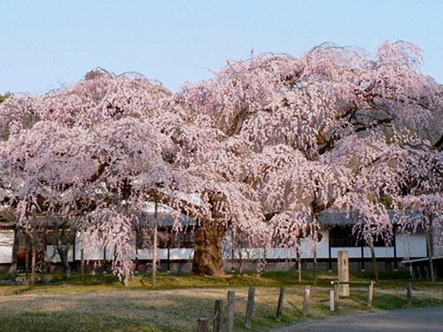 醍醐寺の桜のイメージ
