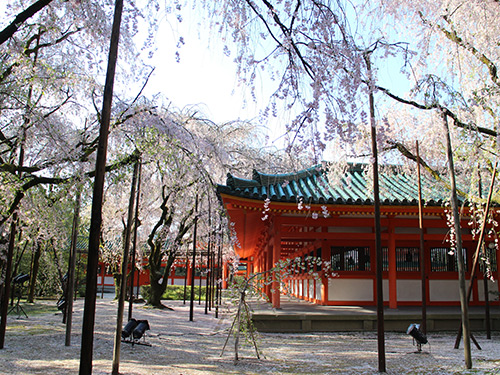平安神宮の桜のイメージ