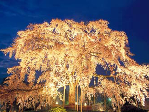 円山公園の桜のイメージ