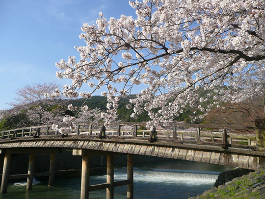 嵐山の桜のイメージ