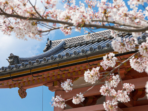仁和寺の桜のイメージ