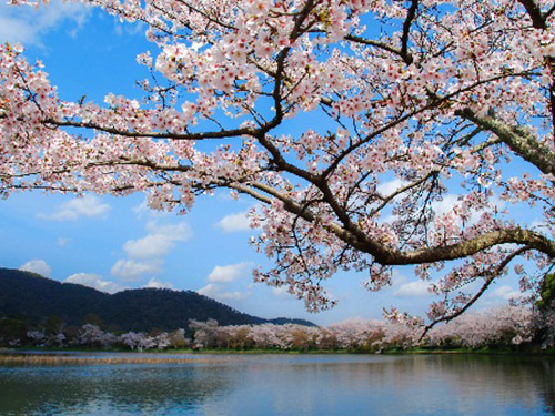 大覚寺の桜のイメージ