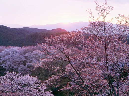 吉野山の桜のイメージ