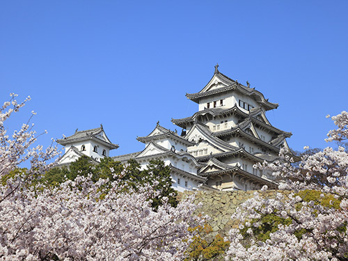 姫路城の桜のイメージ