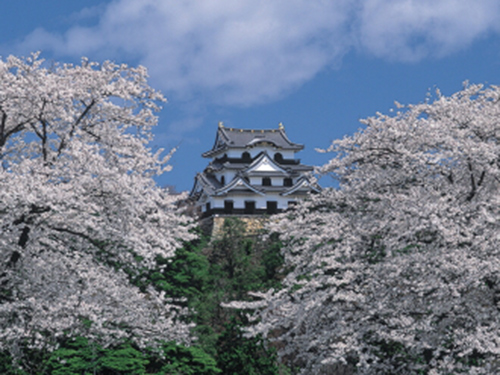 彦根城の桜のイメージ