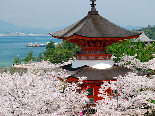 厳島神社の桜のイメージ