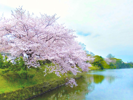 舞鶴公園の桜のイメージ