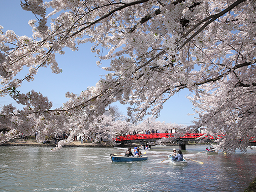 弘前の桜イメージ