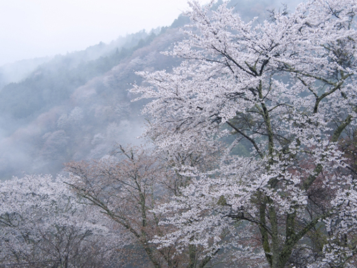 吉野山の桜イメージ