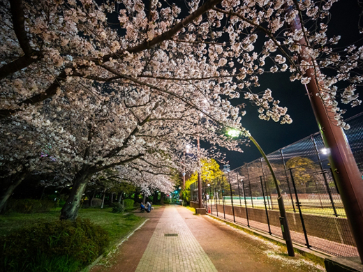 猿江恩賜公園の桜のイメージ