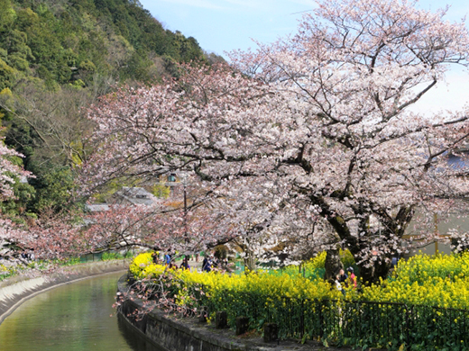 山科疏水の桜のイメージ