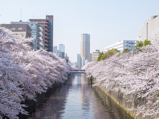目黒川の桜のイメージ