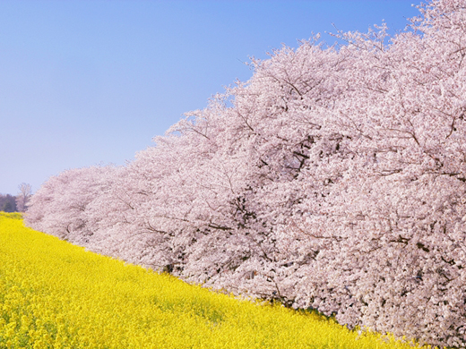 熊谷桜堤の桜のイメージ