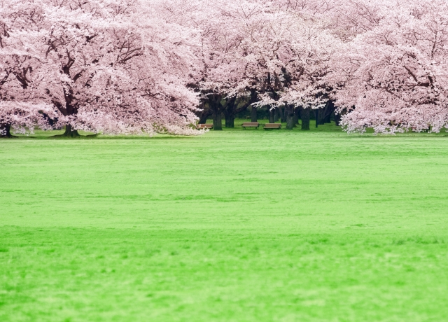 国営昭和記念公園の桜のイメージ