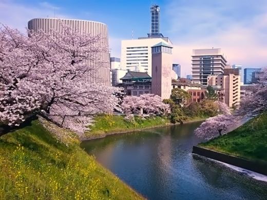 千代田の桜まつり（東京都）