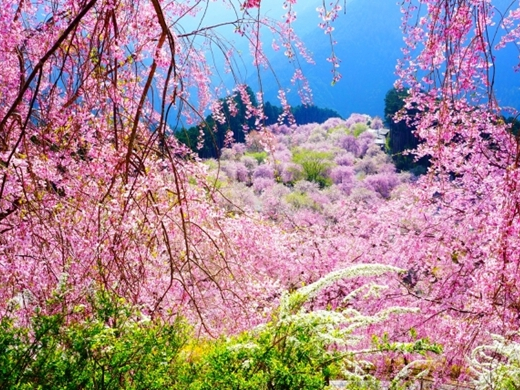 吉野山の桜まつり（奈良県）