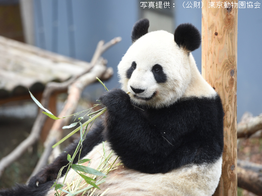 上野動物園でパンダに会う