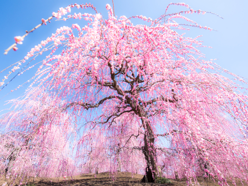 名所 梅 の 神戸の梅の名所・撮影スポットと梅祭り情報・開花状況まとめ（2018年〜2021年）