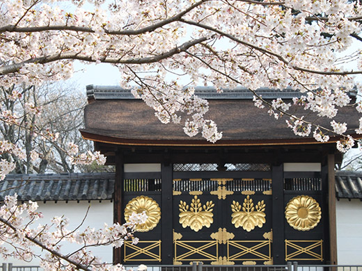 京都・大阪・琵琶湖の桜