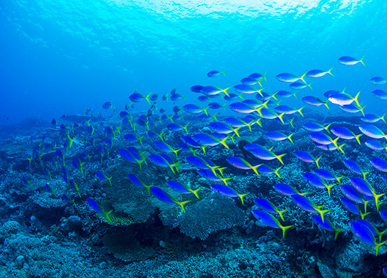 世界各国のダイバーを魅了する「ツアモツ諸島」のランギロア島・ティケハウ島	