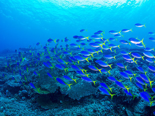 世界各国のダイバーを魅了する「ツアモツ諸島」のランギロア島・ティケハウ島	