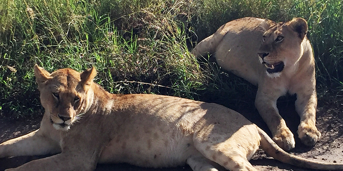 野生動物の楽園・サファリと言えばタンザニア！添乗で行ってきました♪