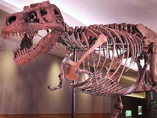 ティラノサウルスの世界最大規模の化石標本